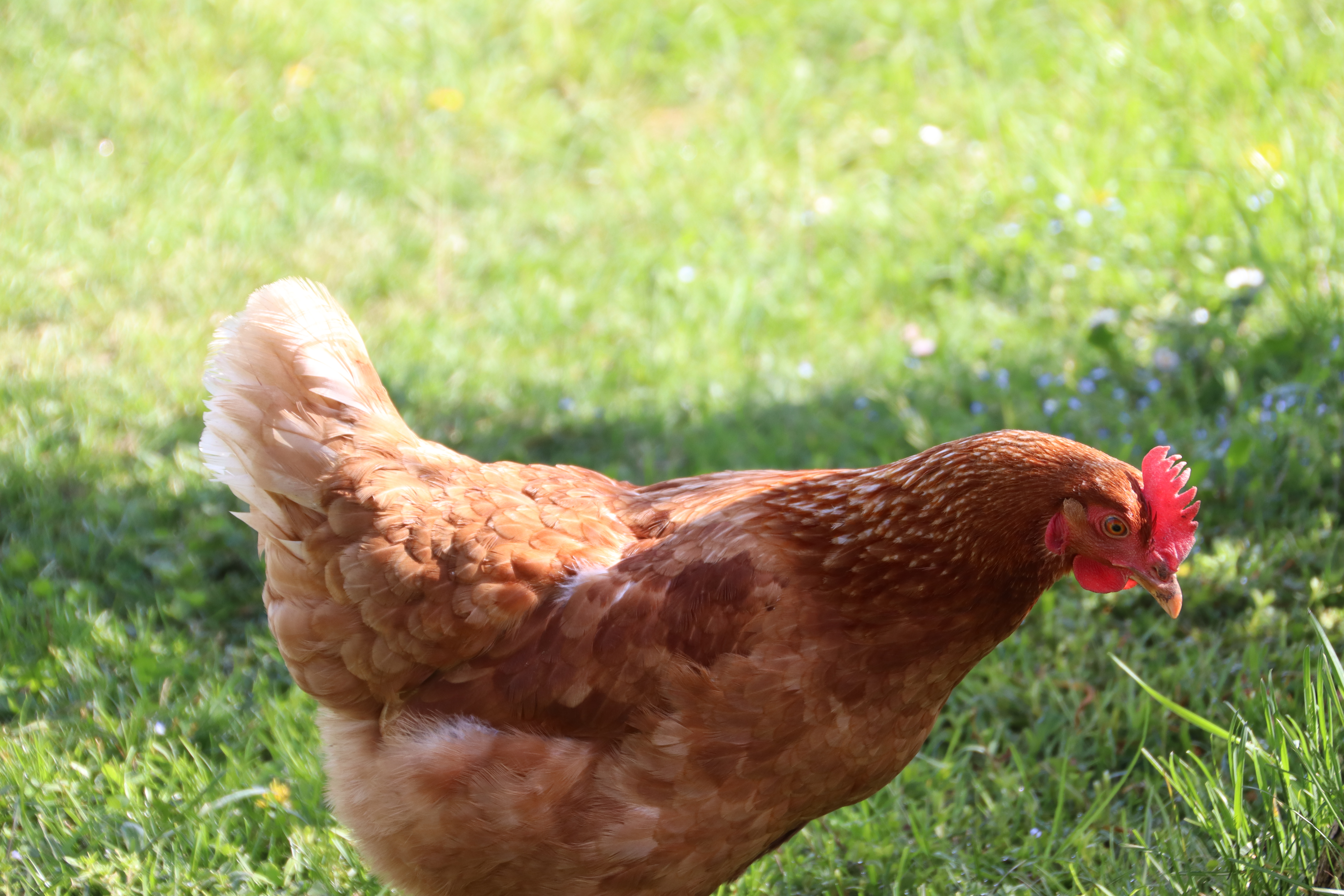 Galline ovaiole felici all'aperto a Povoletto